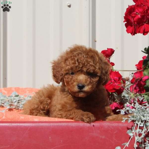 Milo, Toy Poodle Puppy